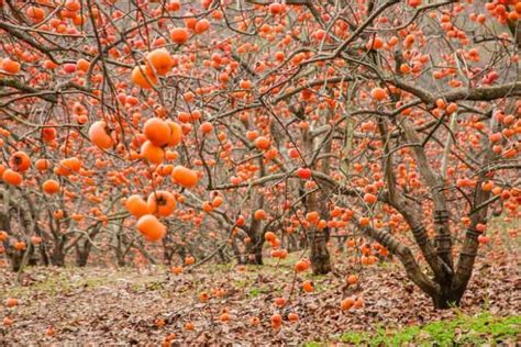 Diospyros kaki (Japanese Persimmon)