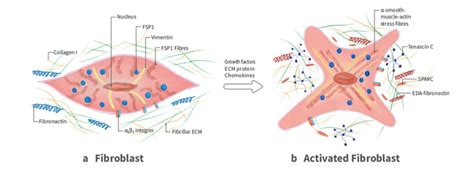 Fibroblasts | GeneTex