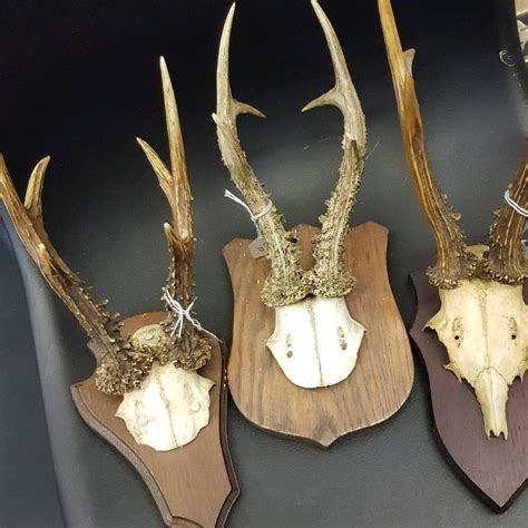 Taxidermy Roe Deer Antlers | in Hitchin, Hertfordshire | Gumtree