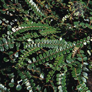 Fern | Description, Features, Evolution, & Taxonomy | Britannica