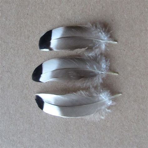 Mallard Duck Feathers