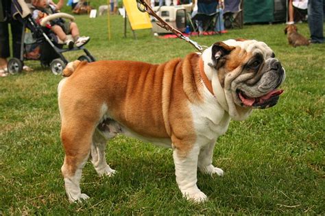 English Bulldog