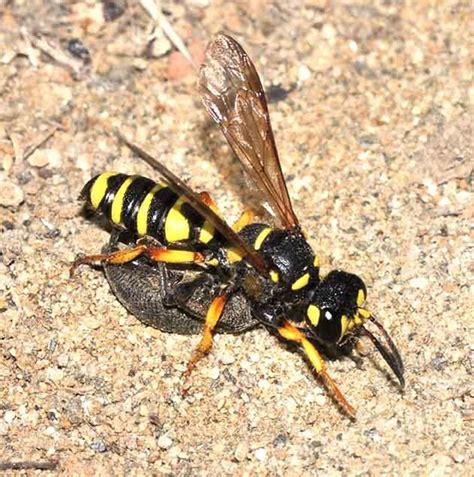 Digger wasps and their chemistry | EurekAlert!