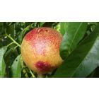 Double Delight Nectarine Tree, Five Gallon Container » Store » Tomorrow's Harvest by Burchell ...