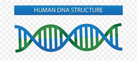 DNA结构示意图PNG图片素材下载_图片编号qezdmnam-免抠素材网