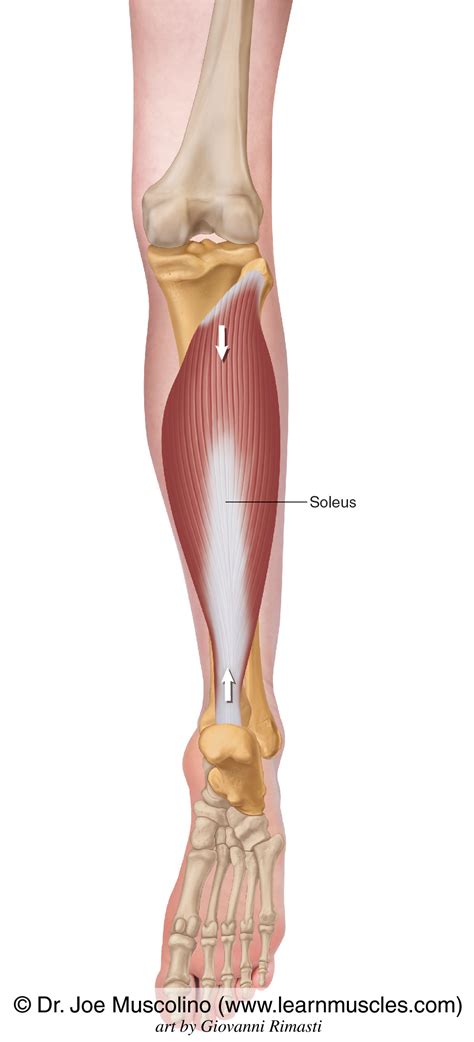 Soleus Muscle