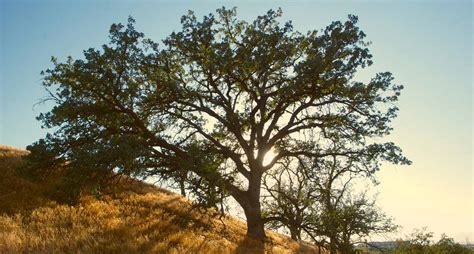 Oak Tree: Symbolism, Information and Planting Instructions