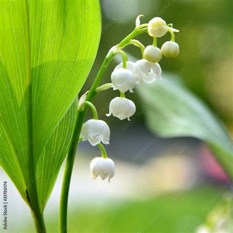 muguet Stock Photo | Adobe Stock