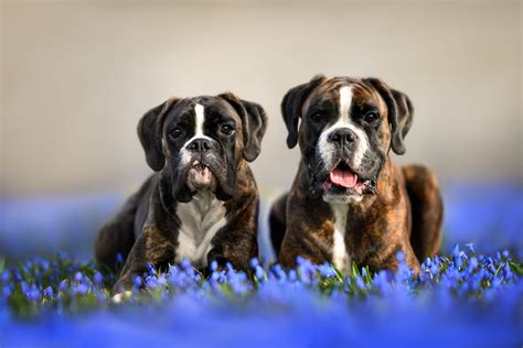 Dog Breeding Genetics: Maintaining Good Canine Genetics