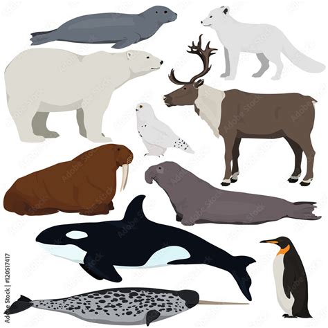 Set of cartoon arctic and antarctic animals. Vector illustration of ...