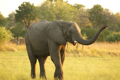 Elephant - trumpeting | Flickr - Photo Sharing!