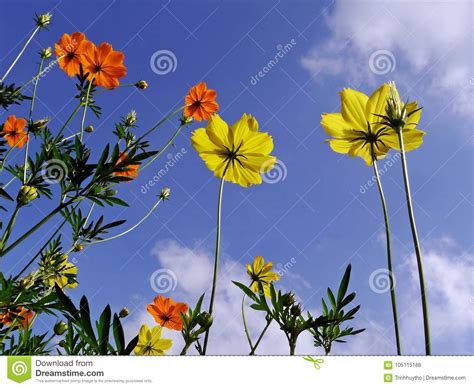 Cosmos Flowers Rising To the Sunshine Stock Photo - Image of ecology ...