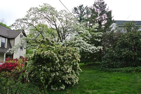 Life at Pugsley: Pruning the Dogwood: Local Heritage Garden 6