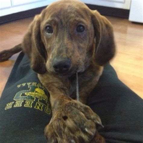 Cutest Plott Hound Ever | Pups