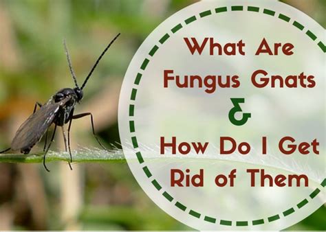 How To Get Rid Of Little Black Flies In House Plants - melanieausenegal