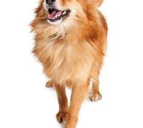 Sheltie Pomeranian Mix