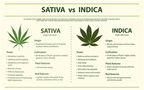 Indica vs. Sativa | Cannabis Training University Strain Guide