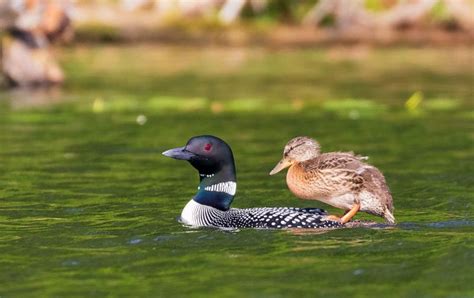 Loon couple that lost its chick takes orphaned duckling under its wings - Good Morning America