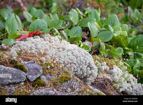 lichens moss and other tundra plants Stock Photo - Alamy