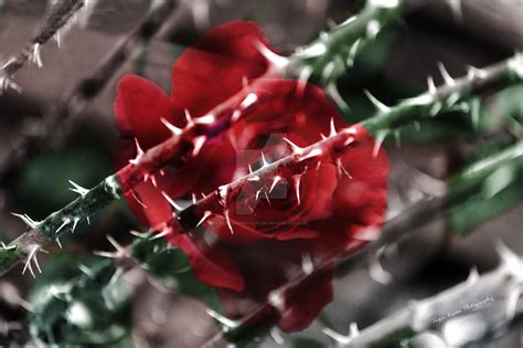 Every Rose Has Its Thorn by bearyhenrytaylor on DeviantArt