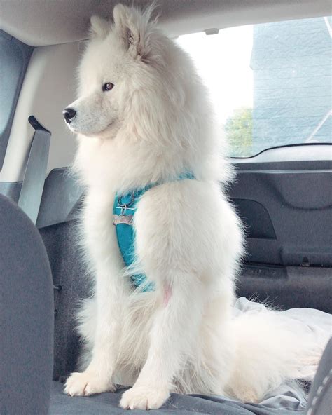 I'm ready to explore the world says this fluffy Samoyed ... .....Do you ...