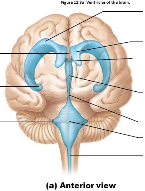 Brain ventricles, anterior view Diagram | Quizlet