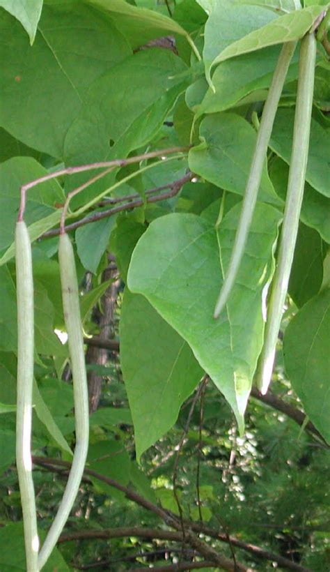 Pin on Catalpa (Catawba) Trees, Leaves & Beans