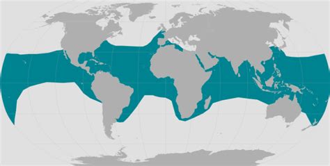 Where Do The Hawksbill Sea Turtles Live