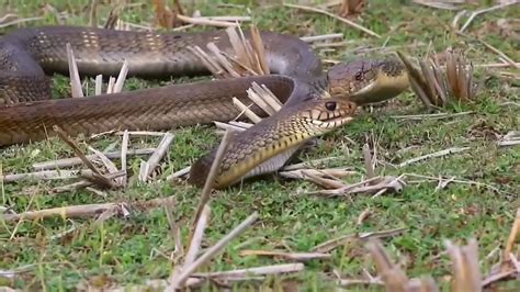 » King Cobra eats Rat Snake!