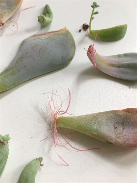 Succulent propagation update – HOUSEPLANTHOUSE