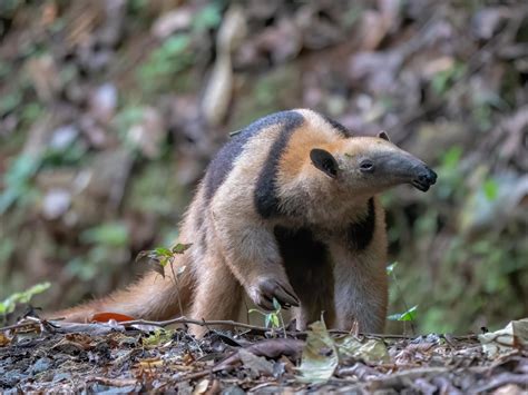 Ran into this Northern Tamandua Anteater while hiking through Costa Rica. : r/wildlifephotography