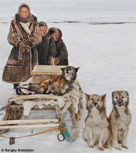 BC Museum: Herding Dogs of Asia: Russian Siberia