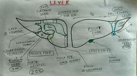 Liver Anatomy | Part 2 | How to Draw Liver Diagram | TCML - YouTube