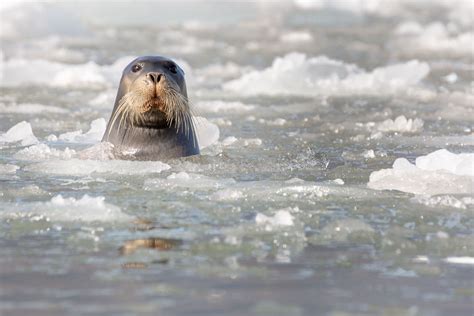 What Happens When Bearded Seals Aren’t Loud Enough?