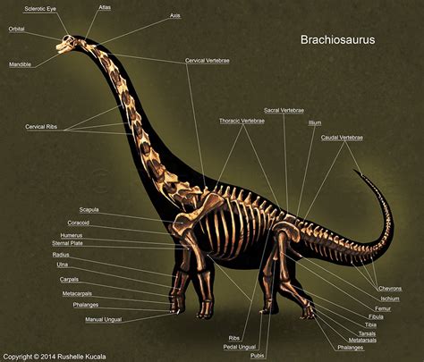 Brachiosaurus Skeleton Study by TheDragonofDoom on DeviantArt