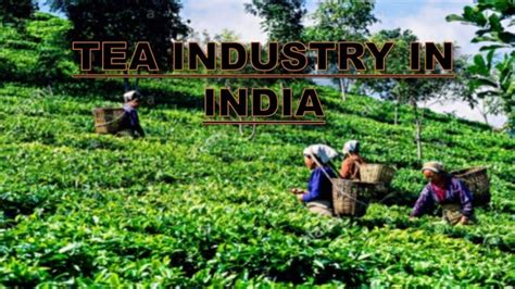 Tea Industry in India