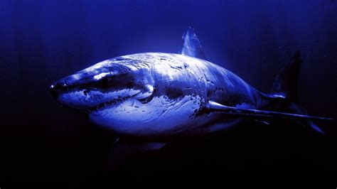 Great White Shark Wallpapers HD - Wallpaper Cave