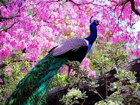 #Birds #Peacock #Animal #Bird Indian Peafowl #Peafowl #720P #wallpaper #hdwallpaper #desktop ...