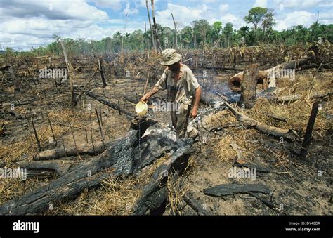 Slash And Burn Deforestation