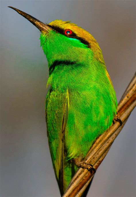 8 magnificent green birds - Birds Coach