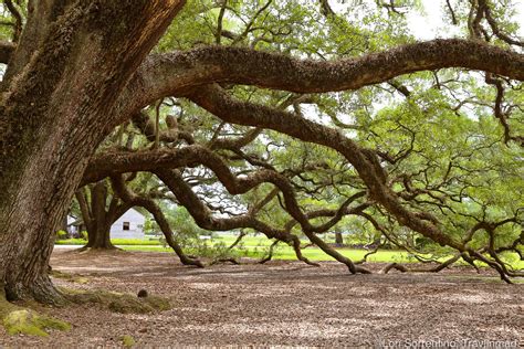 3 unforgettable new orleans plantations to visit along the great river road – Artofit