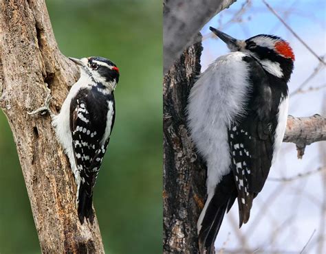 Downy Woodpecker vs Hairy Woodpecker