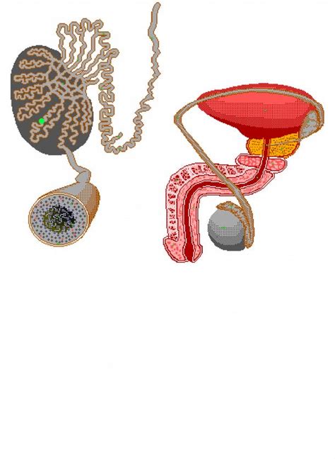 Seminiferous Tubules: Sperm Development & Sertoli Function