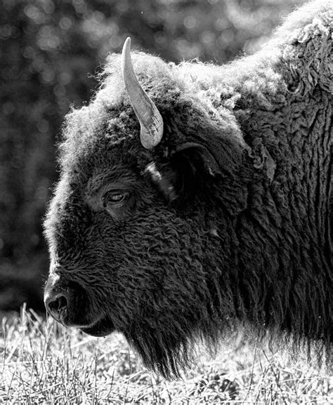 Tips for Black and White Wildlife Photography