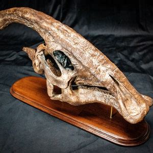 Big Parasaurolophus Walkeri Skull Dinosaur Fossil Replica in High End ...