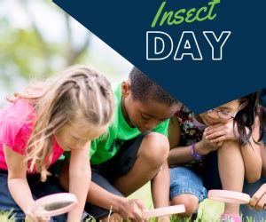 Insect Day at the EcoTarium | Mommy Poppins - Things To Do in Boston ...