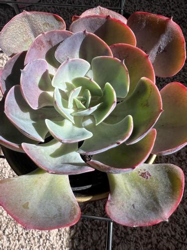 Identify Echeveria 1 💜 in the Plant ID forum - Garden.org