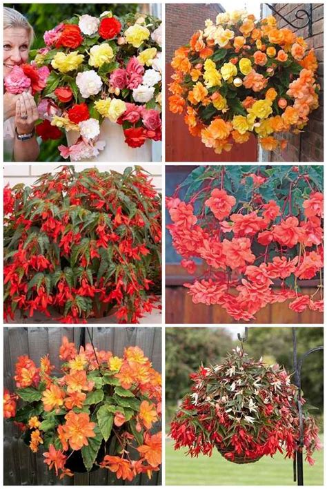 Beautiful flowering plants - How to grow begonia in the garden and indoors