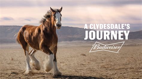Super Bowl commercials 2022: Clydesdales give hope in Budweiser return
