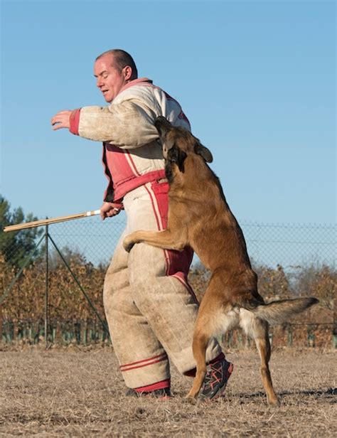 Premium Photo | Training of police dog